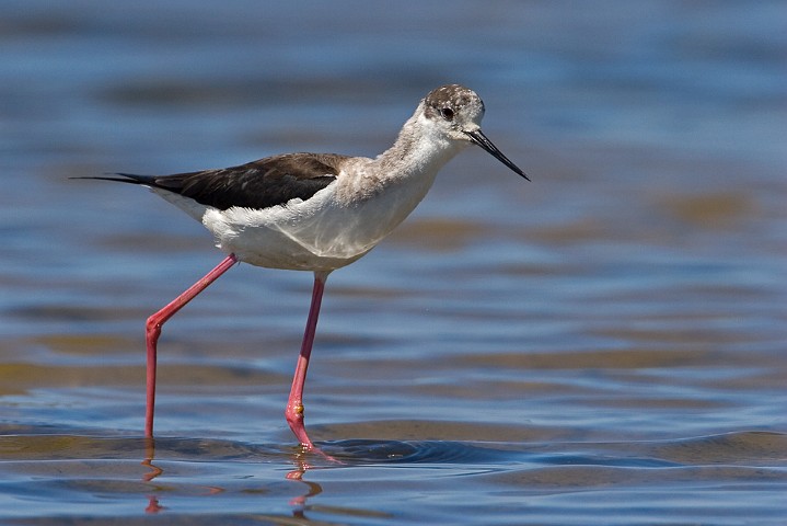 Stelzenlufer Himantopus himantopus Black-winged Stilt